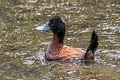 Andaen Duck Oxyura ferruginea ferruginea