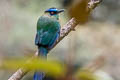 Andean Motmot Momotus aequatorialis chlorolaemus (Highland Motmot)