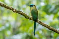 Andean Motmot Momotus aequatorialis chlorolaemus (Highland Motmot)