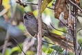 Apurimac Spinetail Synallaxis courseni