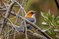 Apurimac Brushfinch Atlapetes forbesi