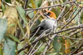 Apurimac Brushfinch Atlapetes forbesi