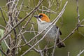 Apurimac Brushfinch Atlapetes forbesi