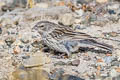 Ash-breasted Sierra Finch Geospizopsis plebejus plebejus