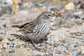 Ash-breasted Sierra Finch Geospizopsis plebejus plebejus