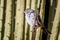 Ash-breasted Sierra Finch Geospizopsis plebejus plebejus