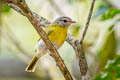 Ashy-headed Greenlet Hylophilus pectoralis