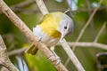 Ashy-headed Greenlet Hylophilus pectoralis