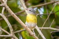 Ashy-headed Greenlet Hylophilus pectoralis