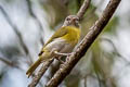 Ashy-headed Greenlet Hylophilus pectoralis