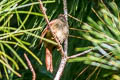 Azara's Spinetail Synallaxis azarae infumata