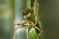 Bamboo Foliage-gleaner Anabazenops dorsalis (Dusky-cheeked Foliage-gleaner)