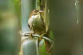 Bamboo Foliage-gleaner Anabazenops dorsalis (Dusky-cheeked Foliage-gleaner)