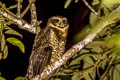 Band-bellied Owl Pulsatrix melanota melanota