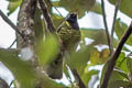 Band-tailed Fruiteater Pipreola intermedia intermedia