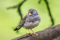 Band-tailed Sierra Finch Rhopospina  alaudina bipartitus