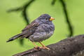 Band-tailed Sierra Finch Rhopospina  alaudina bipartitus