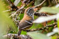 Musician Wren Cyphorhinus arada modulator