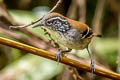 Musician Wren Cyphorhinus arada modulator