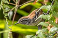 Musician Wren Cyphorhinus arada modulator