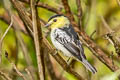 Barred Becard Pachyramphus versicolor meridionalis