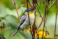 Barred Becard Pachyramphus versicolor meridionalis