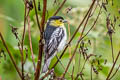 Barred Becard Pachyramphus versicolor meridionalis