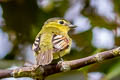 Barred Becard Pachyramphus versicolor meridionalis