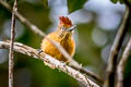 Barred Antshrike Thamnophilus doliatus radiatus