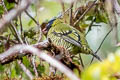 Barred Fruiteater Pipreola arcuata arcuata