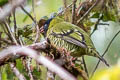 Barred Fruiteater Pipreola arcuata arcuata