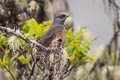 Bay-vented Cotinga Doliornis sclateri