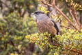 Bay-vented Cotinga Doliornis sclateri