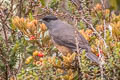 Bay-vented Cotinga Doliornis sclateri