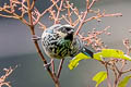 Beryl-spangled Tanager Tangara nigroviridis berlepschi