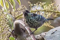 Beryl-spangled Tanager Tangara nigroviridis berlepschi