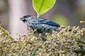 Beryl-spangled Tanager Tangara nigroviridis berlepschi