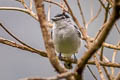 Black-and0white Becard Pachyramphus albogriseus salvini