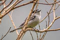 Black-and0white Becard Pachyramphus albogriseus salvini