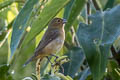 Black-billed Seed Finch Sporophila atrirostris gigantirostris 