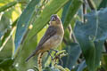 Black-billed Seed Finch Sporophila atrirostris gigantirostris 