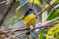 Black-backed Tody-Flycatcher Poecilotriccus pulchellus