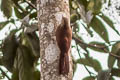 Black-banded Woodcreeper Dendrocolaptes picumnus validus