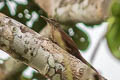 Black-banded Woodcreeper Dendrocolaptes picumnus validus