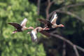 Black-bellied Whistling Duck Dendrocygna autumnalis autumnalis