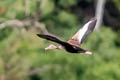 Black-bellied Whistling Duck Dendrocygna autumnalis autumnalis