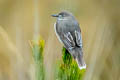 Black-billed Shrike-Tyrant Agriornis montanus insolens