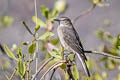 Black-billed Shrike-Tyrant Agriornis montanus insolens