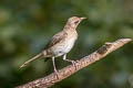 Black-billed Thrush Turdus ignobilis debilis