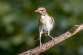 Black-billed Thrush Turdus ignobilis debilis